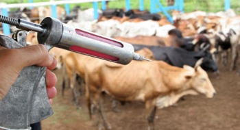 Agricultura aprova plano para acabar com vacinação contra aftosa até 2026